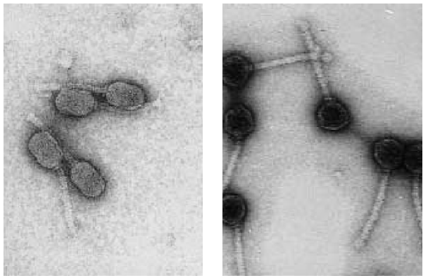 Slika 1. Skenirajuće elektronske mikrografije dva bakteriofaga soja mezofilnih streptokoka mliječne kiseline (Lactococcus lactis) s okruglim (izodijametrijskim) ili duguljastim (izbočenim) glavama, koji se obično nalaze u mljekarama. Traka se smanjuje na 50 nm.
